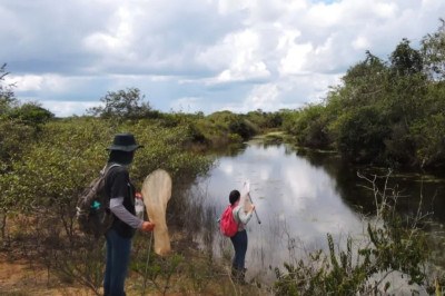 Cientistas do Instituto Federal de Minas Gerais descobriram  recentemente duas novas espécies de libélula, encontradas no Parque Nacional Grande Sertão: Veredas, entre Minas Gerais e Bahia. -  (crédito: Divulgação IFMG)
