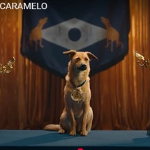 Anúncio brasileiro incentiva adoção de vira-latas e fatura prêmio na França - Reprodução de vídeo campanha Pedigree Caramelo
