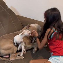 Reações de cães ciumentos viralizam na web - Reprodução do TikTok @pipoquinhaepacoca