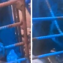 Vídeo: homem grava momento em que pinta macaco de azul - Redes sociais