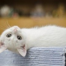  O que todo tutor precisa saber sobre castração de gatos - Pexels pixabay