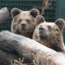 Ursas fogem e roubam o equivalente a uma semana de mel - Wildwood Devon