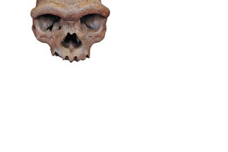 Fragmentos de proteínas mostram passado humano