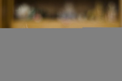 Levantamento do Instituto Pet Brasil (IPB), divulgado em maio de 2025, indica que o número de gatos nos lares brasileiros atingiu 30,8 milhões, representando um aumento de 5,4% em relação a 2022, quando havia 29,2 milhões de felinos. -  (crédito: Pexels pixabay)
