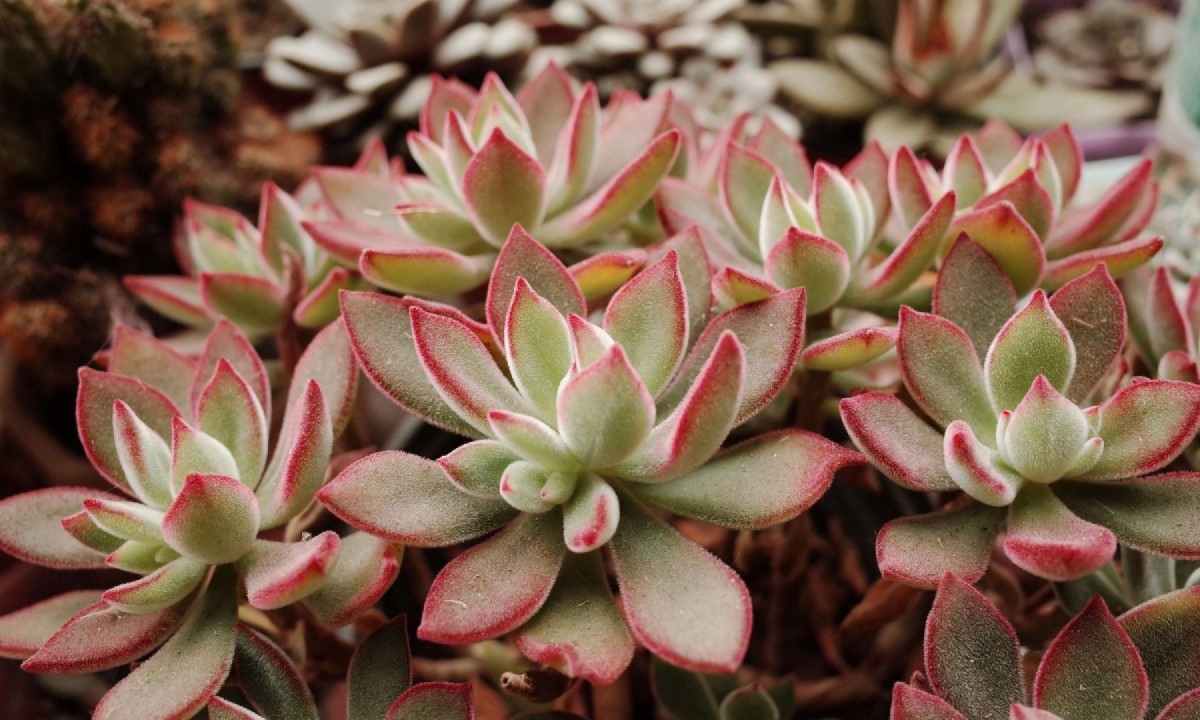 Borra de café nas plantas