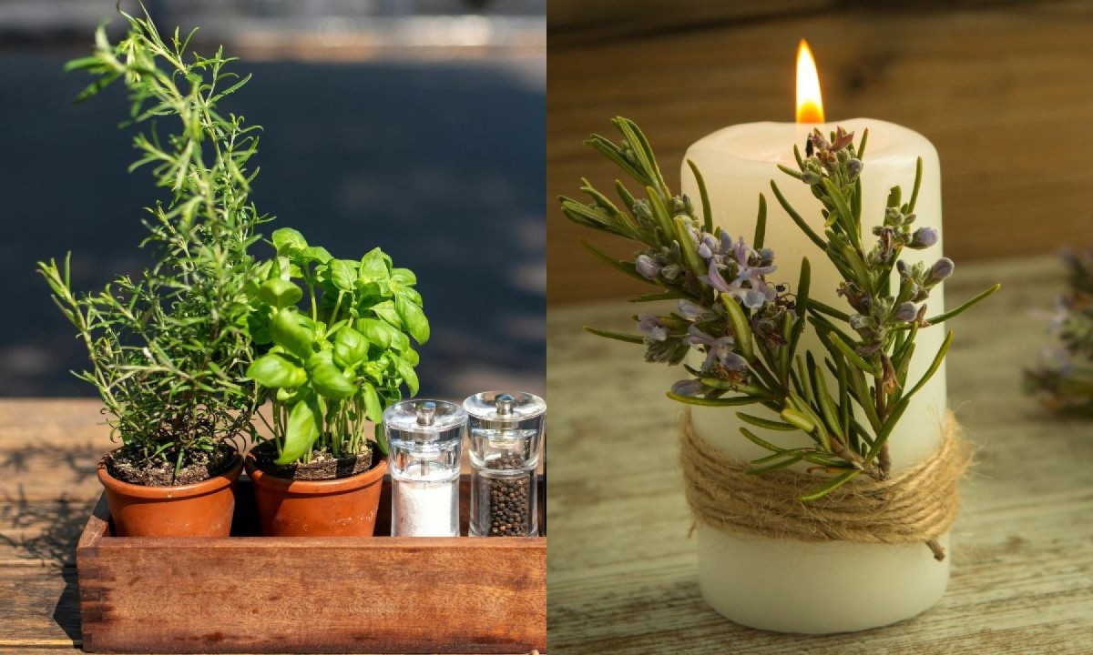 Plantas medicinais na decoração