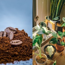 Borra de café nas plantas: veja as espécies que gostam e como usar o adubo - PublicDomainPictures de pixabay / Huy Phan de Pexels