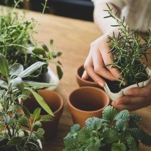 Plantas medicinais na decoração: bem-estar e charme para sua casa - shironagasukujira de Getty Images