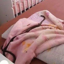 Pra quem não viu: Cobra veloz sobe em berço de bebê - Gilberto Duwe - Arquivo Pessoal