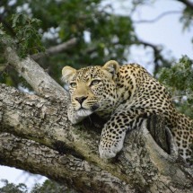 Aumenta o número de leopardos na maior área de conservação do planeta - Imagem de Nicola Stockton por Pixabay

