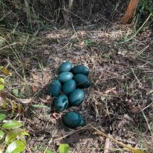 Ninho de ave ameaçada de extinção é encontrado com ovos azuis - Divulgação/NSW Government