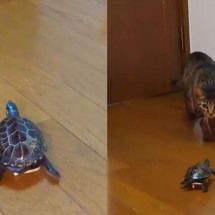 Pra quem não viu: Tartatuga "manda bem" no skate e viraliza - Reprodução rede social