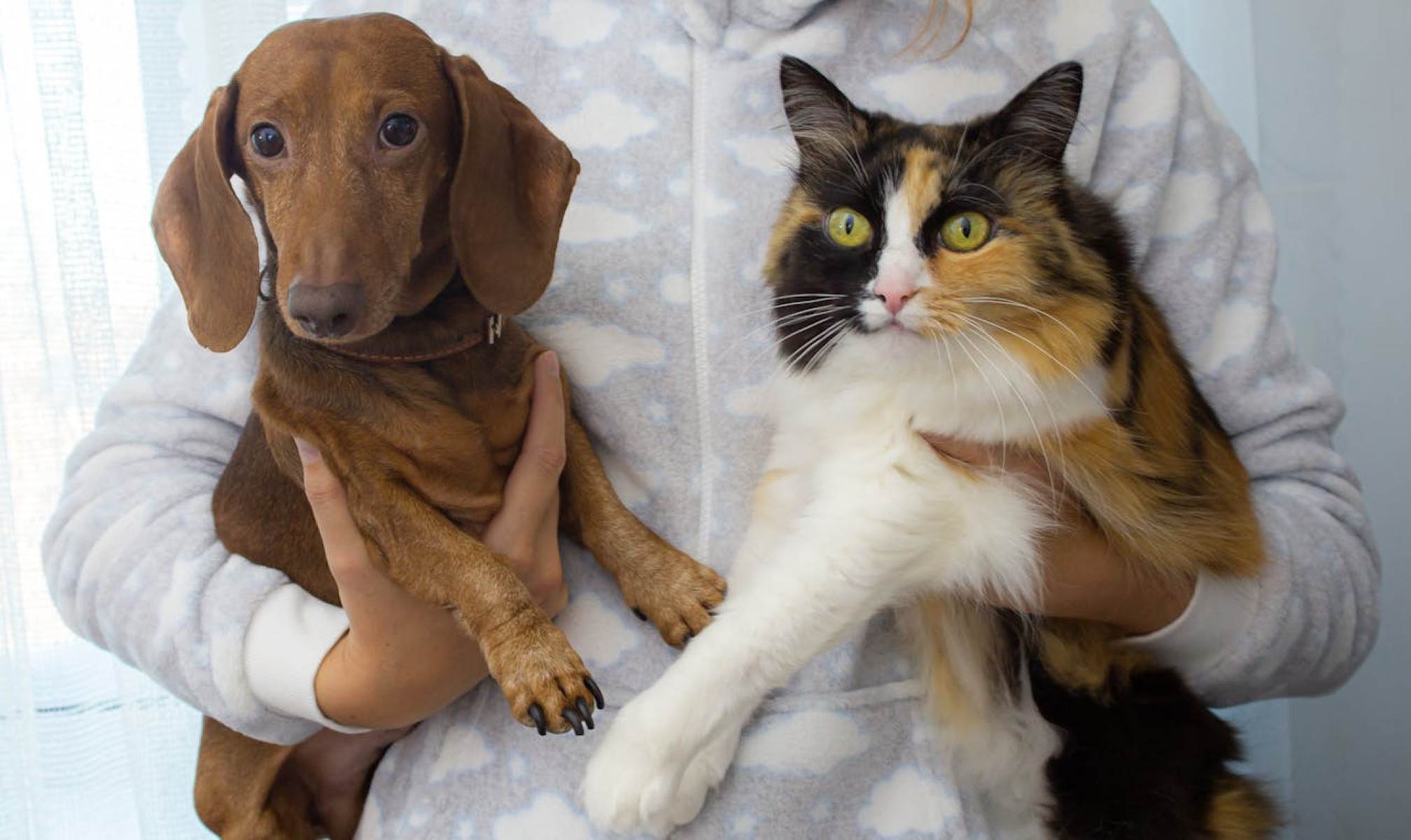 Lei contra realização de tatuagens e uso de piercings em cães e gatos é novidade - DINO