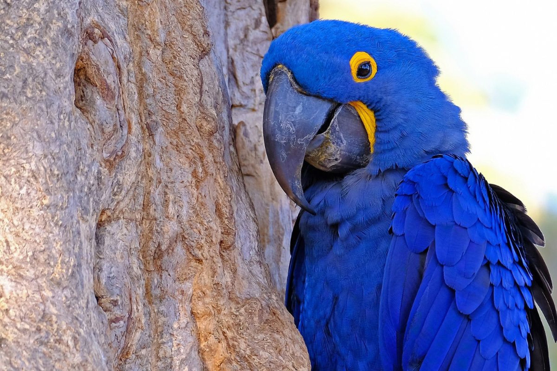 Arara-azul-grande
-reisegraf de Getty Images