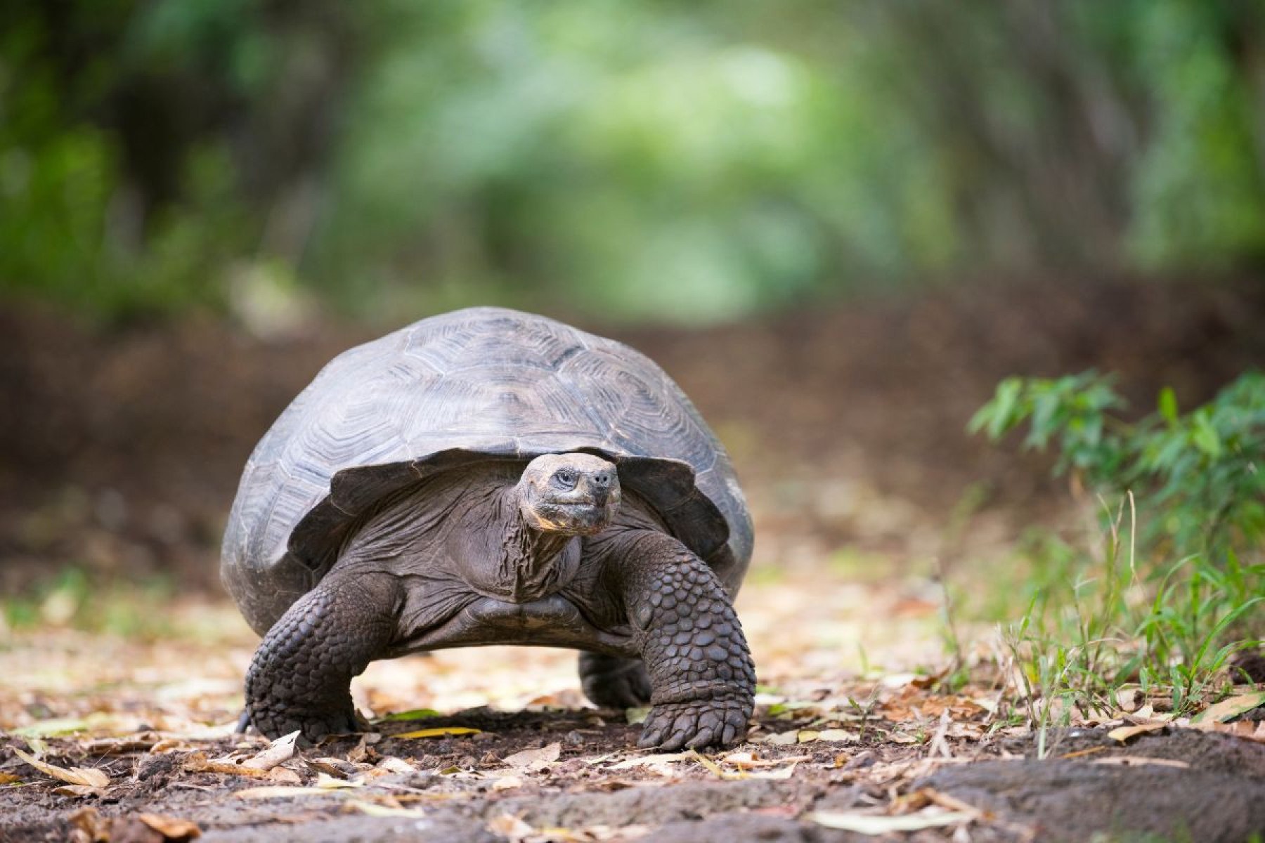 Tartaruga-gigante-de-Galápagos
-4FR de Getty Images Signature