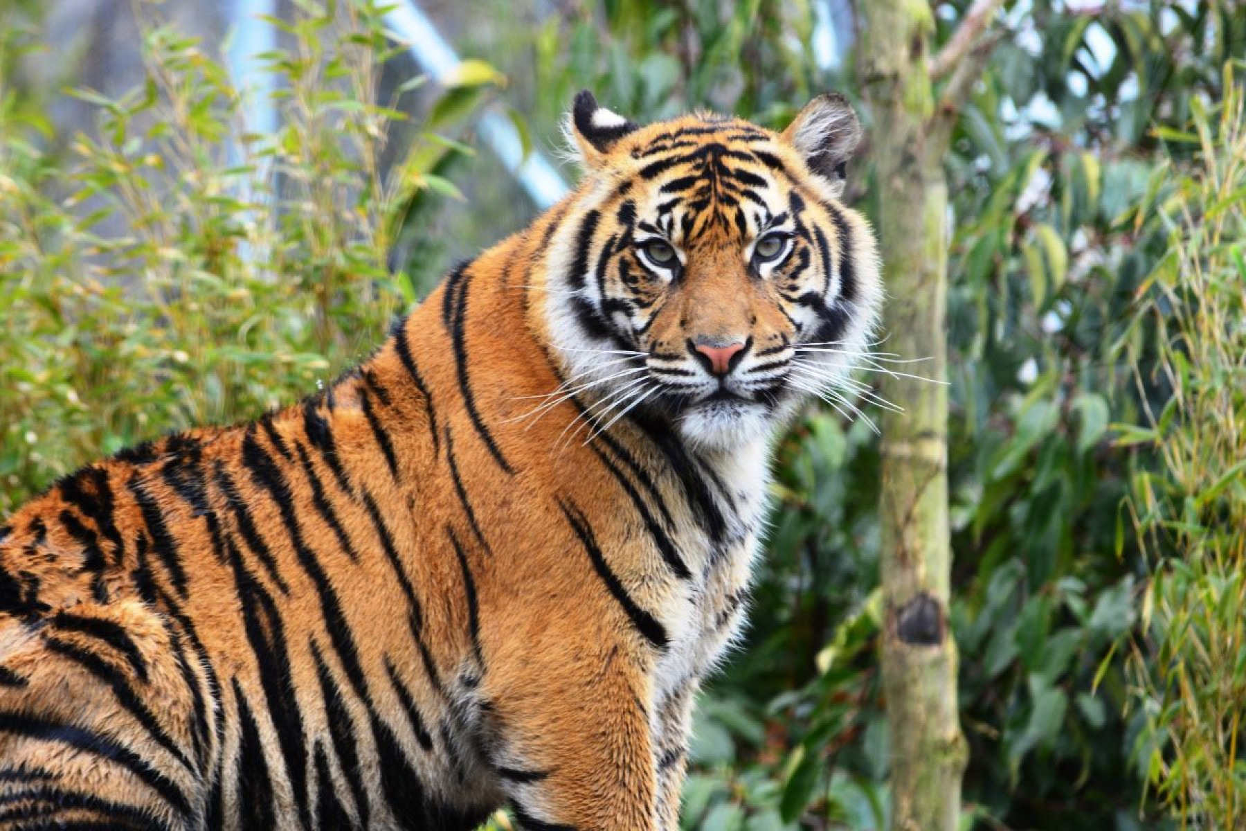 Tigre-de-Sumatra
-SteveBridge68 de Getty Images