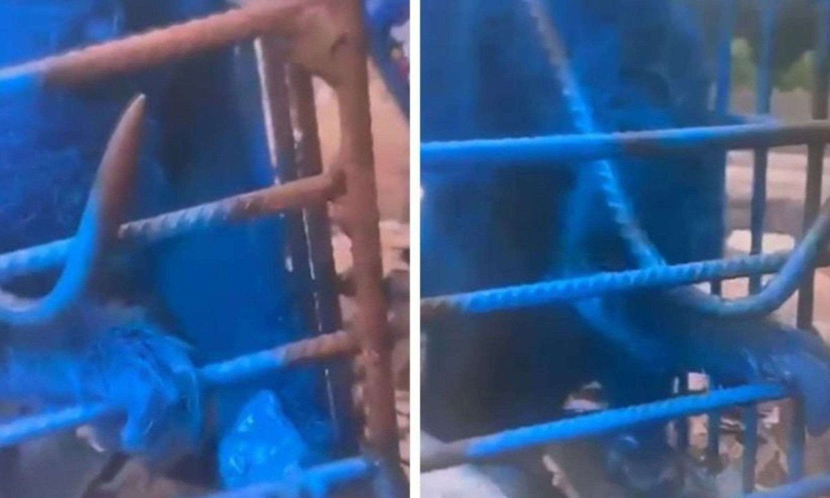 Homem que pintou macaco de azul &eacute; multado em mais de R$ 17 mil -  (crédito: Reprodu&ccedil;&atilde;o/Redes sociais)