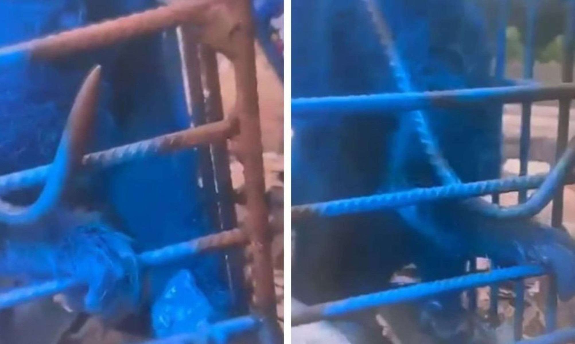 MG: homem que pintou macaco de azul é multado em mais de R$ 17 mil - Reprodu&ccedil;&atilde;o/Redes sociais