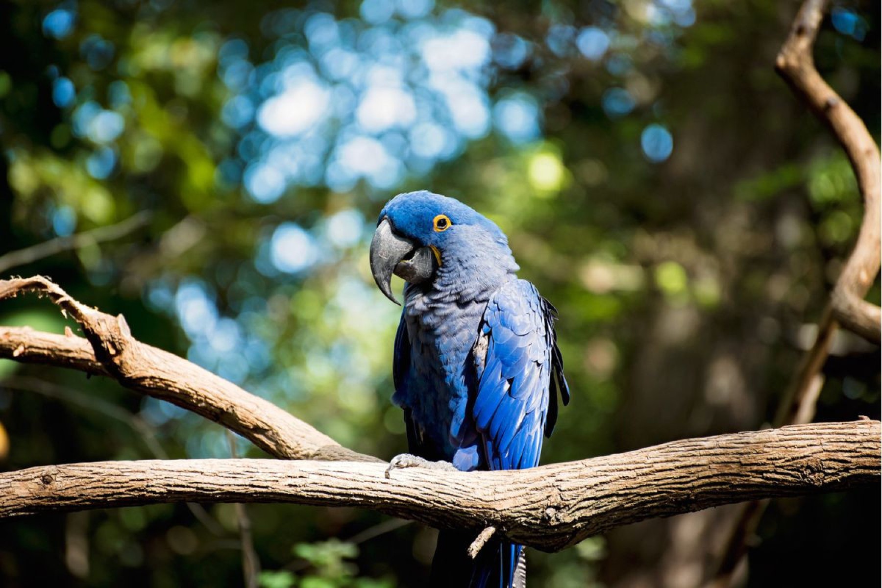 Alyssa M Powell de Getty Images
-Arara-azul-grande