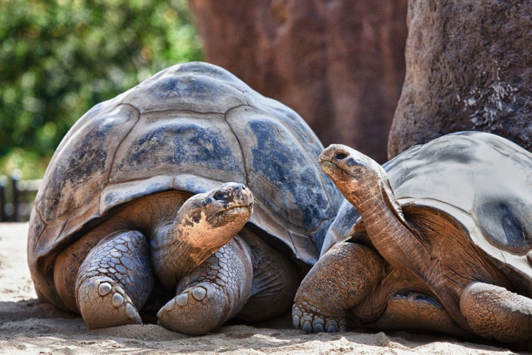 Tartaruga-gigante-de-Galápagos
-paulacobleigh de Getty Images Pro