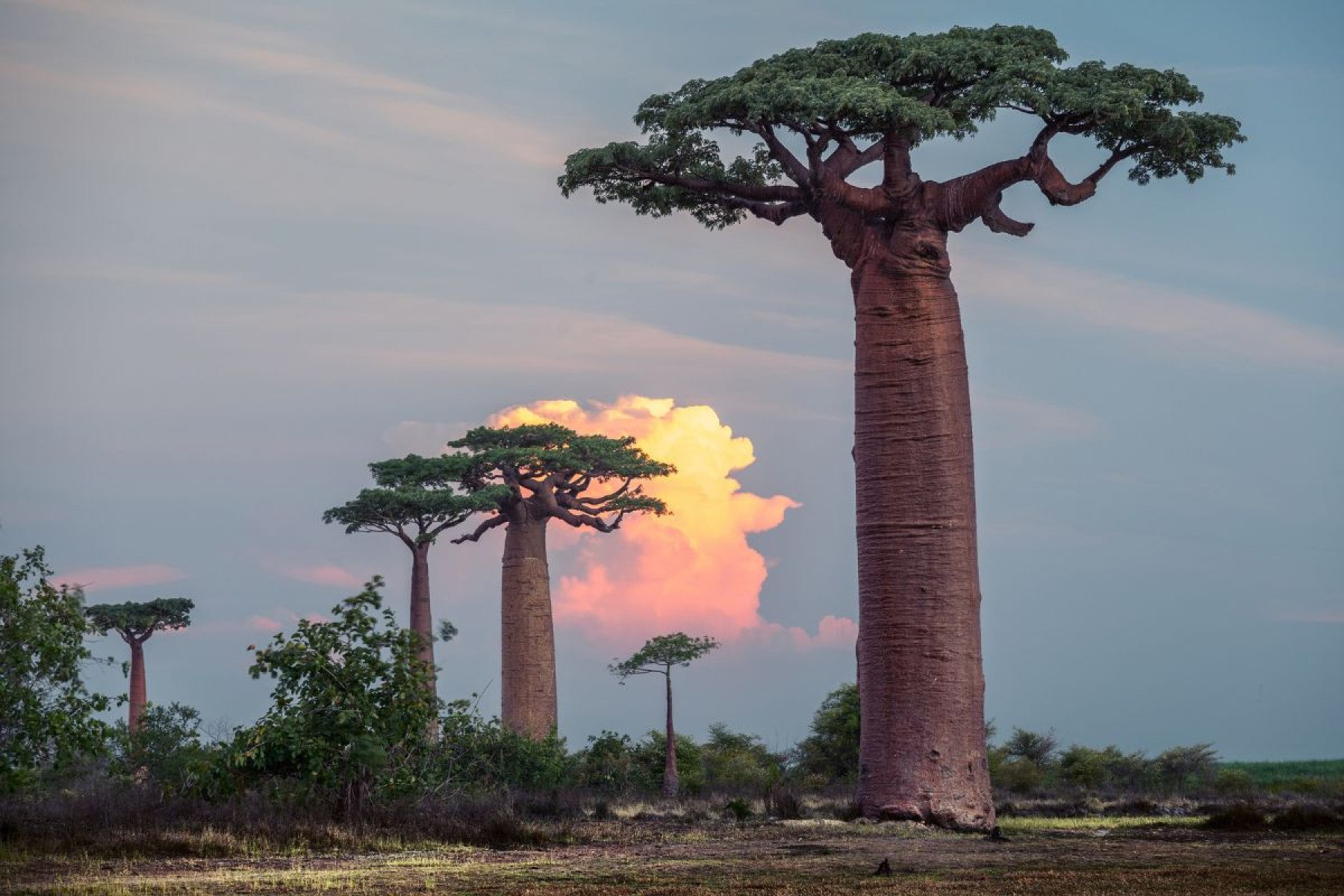 Madagascar-mihtiander de Getty Images