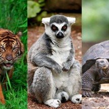 7 lugares incríveis para ver de perto animais ameaçados de extinção  - Reprodução