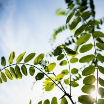 Moringa: a planta poderosa que protege fígado, imunidade e intestino