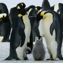 Por que não há pinguins no Hemisfério Norte?  - Reprodução/Pexels