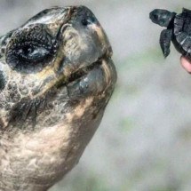 Tartaruga de 135 anos é pai pela primeira vez - Zoológico de Miami/Reprodução