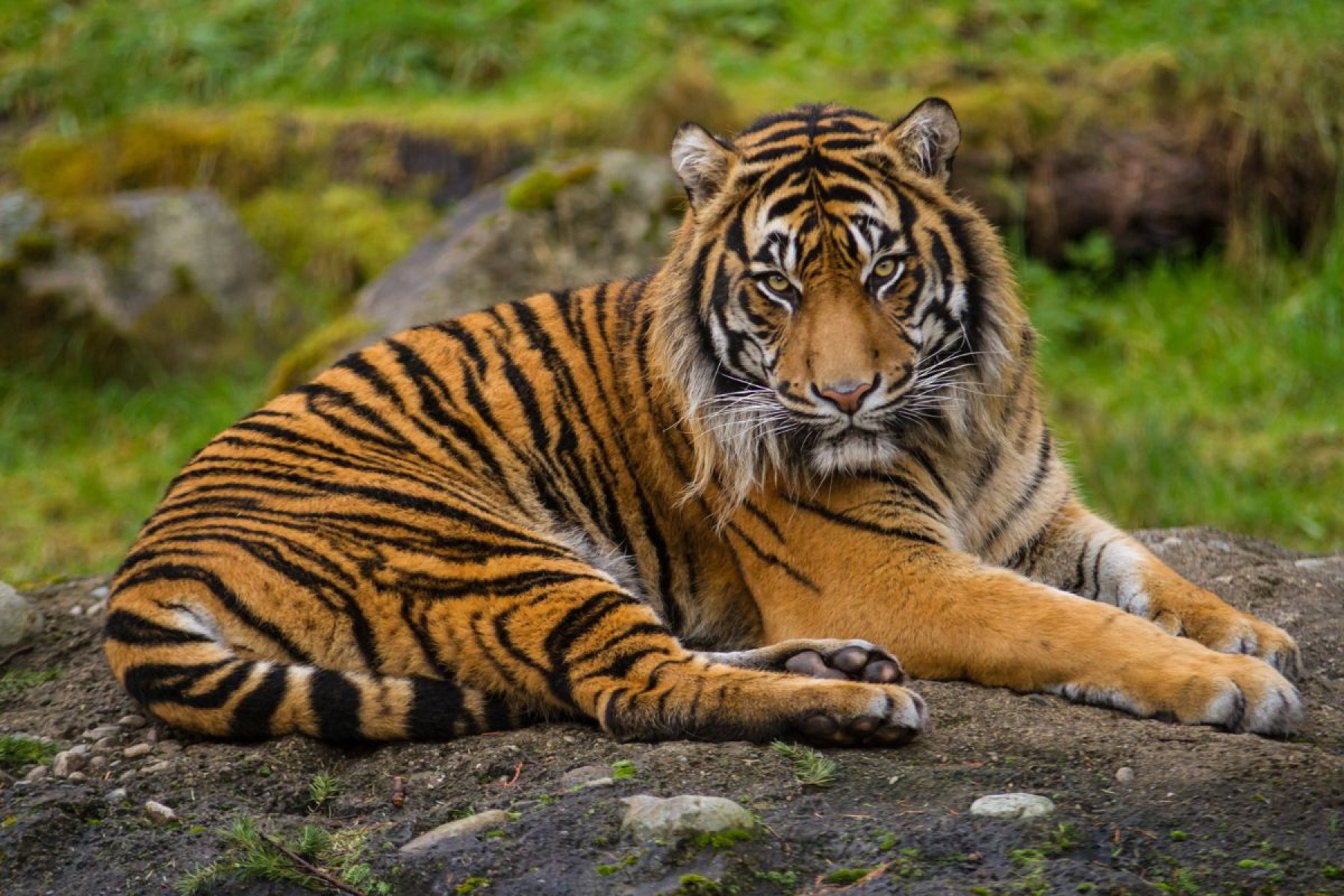 Tigre-de-Sumatra
-JourneysInColor de Getty Images