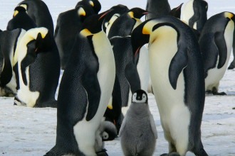 Por que não há pinguins no Hemisfério Norte? 