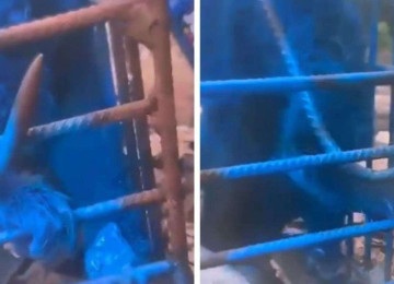 Homem que pintou macaco de azul é multado em mais de R$ 17 mil -  (crédito: Reprodução/Redes sociais)