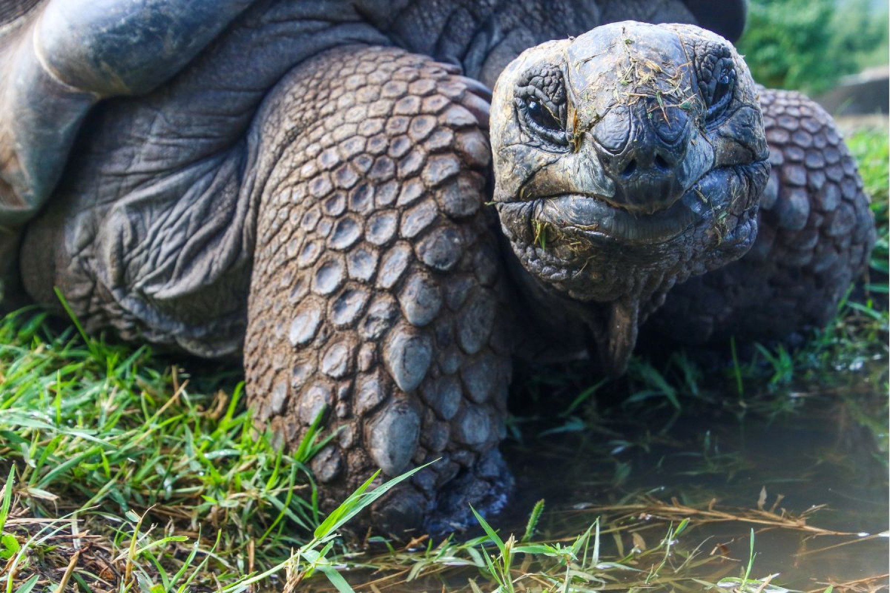 Tartaruga-gigante-de-Galápagos
-Magda Ehlers de Pexels