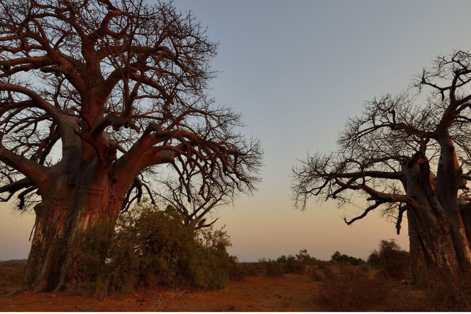 Parque Nacional Kruger (África do Sul)-WaldemarWellmann de Getty Images Signature