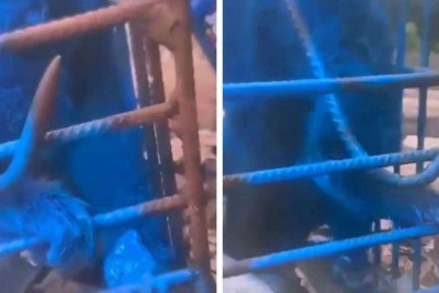 Homem que pintou macaco de azul é multado em mais de R$ 17 mil -  (crédito: Reprodução/Redes sociais)