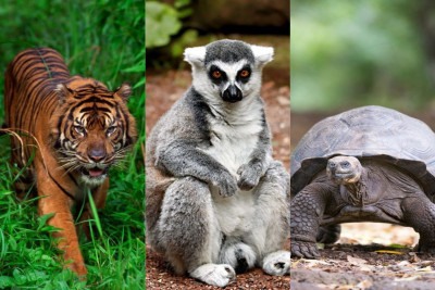 Em várias partes do mundo, inclusive no Brasil, existem áreas protegidas com animais em extinção -  (crédito: Reprodução)