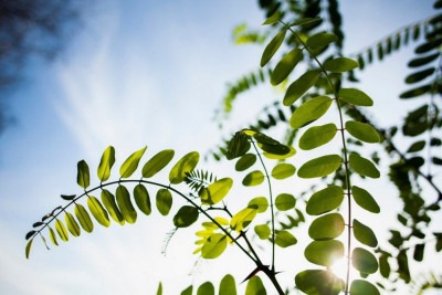 Incorporar a moringa à dieta é uma forma prática e natural de cuidar da saúde com um alimento funcional versátil e potente -  (crédito: Freepik)