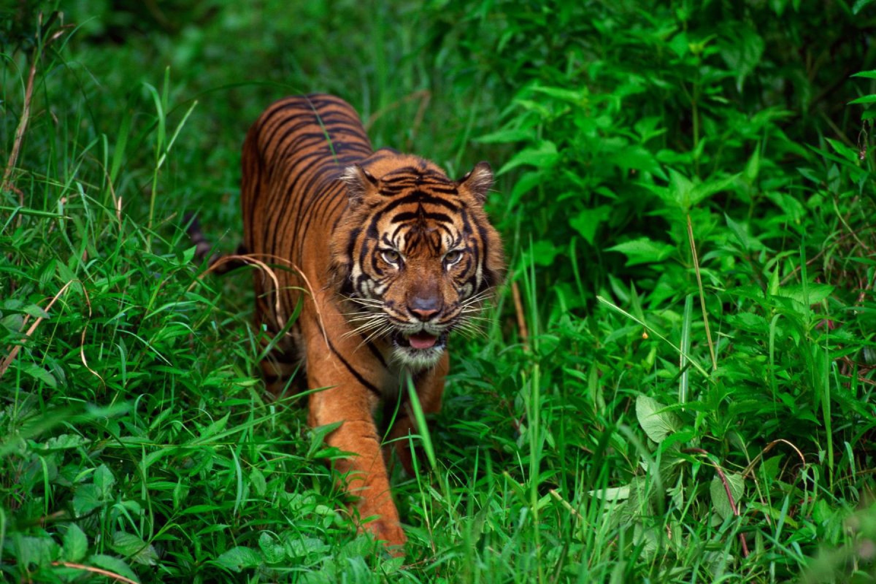 Tigre-de-Sumatra
-Jupiterimages de Photo Images