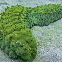 Estudo defende que pepino-do-mar pode impedir a propagação do câncer -  - Creative Commons