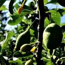 Criada por professor americano, árvore "Frankenstein" produz 40 frutos diferentes -  Reprodução de vídeo G1