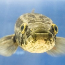 Autoridades americanas pedem que população corte a cabeça de peixe invasor que sobrevive fora d"água - Wikimedia Commons/Creative Commos/?64