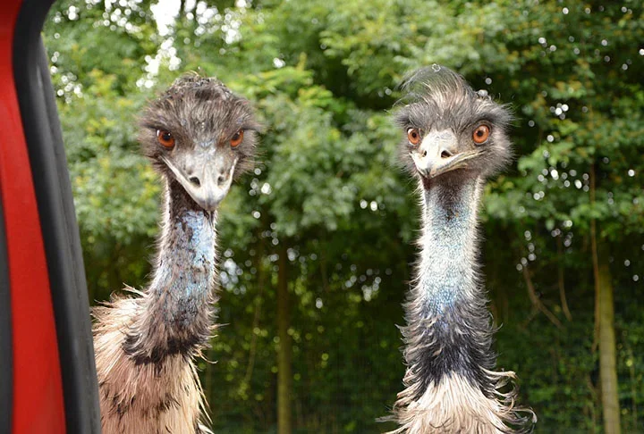 É história: australianos entraram em guerra com emus. E as aves venceram! -  Imagem de JackieLou DL por Pixabay