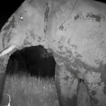 Ambientalistas flagram espécie rara: o elefante-fantasma do Senegal - Divulgação Panthera & Senegal’s National Parks Directorate 