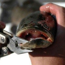 Autoridades americanas pedem que população corte a cabeça de peixe invasor que sobrevive fora d’água - Domínio público