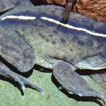Mais de 130 anos após "desaparecimento", sapo ressurge no Chile - Divulgação/ZooKeys