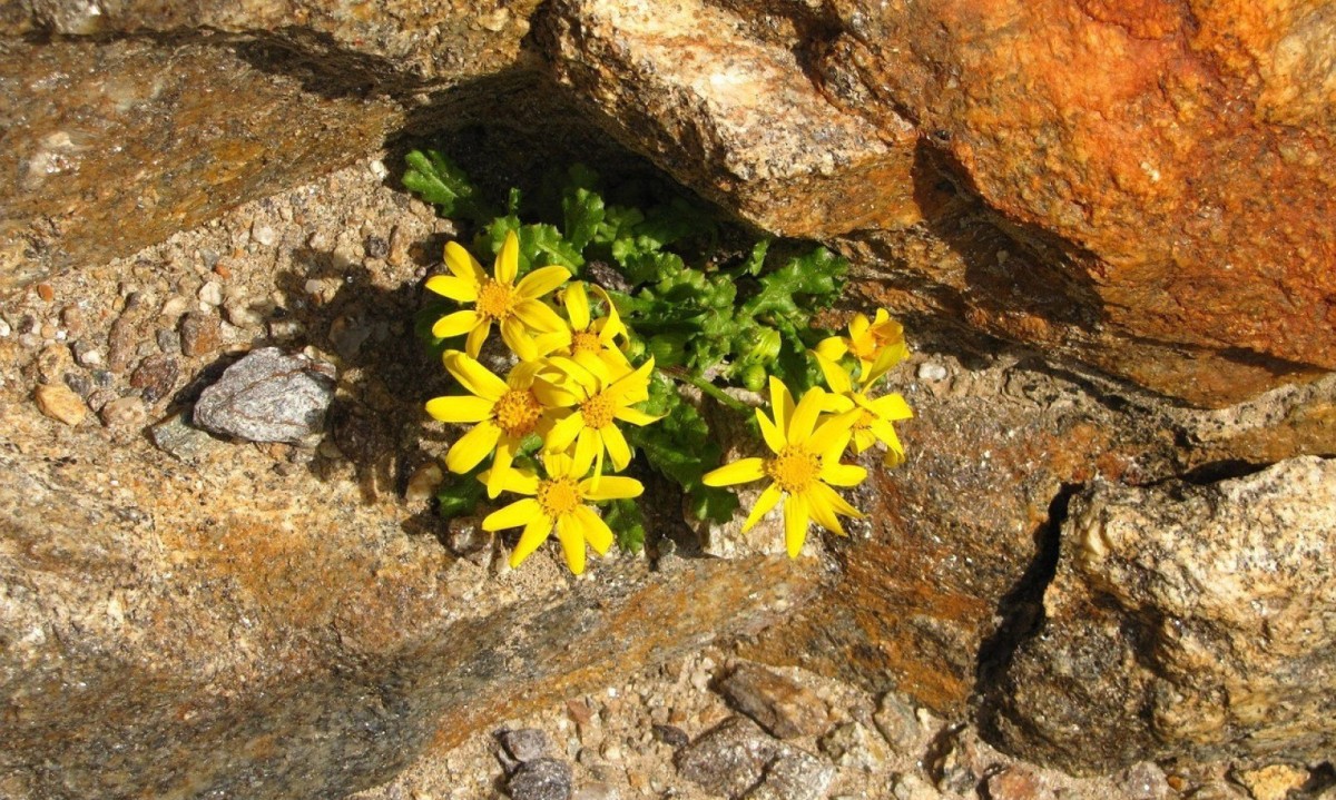 Nossa tarefa não é apenas sobreviver, mas aprender a dançar com Sísifo, encontrando alegria mesmo na repetição, descobrindo flores mesmo nas pedras - (crédito: Pixabay) Nossa tarefa não é apenas sobreviver, mas aprender a dançar com Sísifo, encontrando alegria mesmo na repetição, descobrindo flores mesmo nas pedras - (crédito: Pixabay)