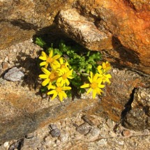 Entre pedras e flores