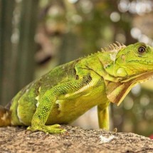 Cientistas solucionam mistério de milhões de anos sobre as iguanas - pexels/Gina Jie Sam Foek