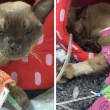 Gato sobrevive a ciclo completo em máquina de lavar -  7NEWS