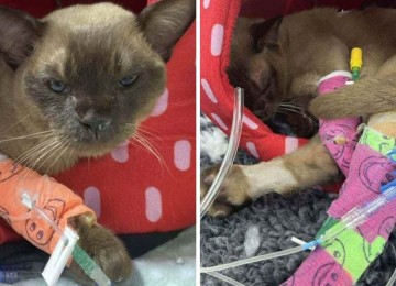 Gatinho Pablo se recupera após acidente em máquina de lavar -  (crédito:  7NEWS)